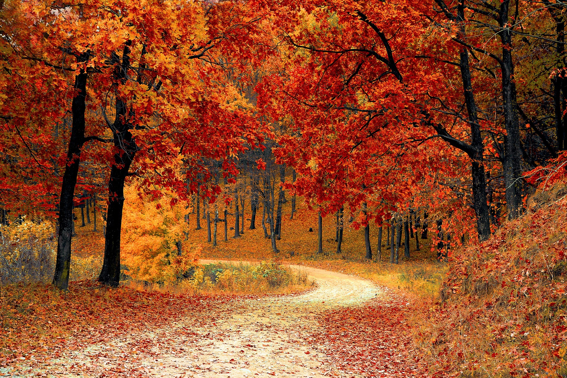 Fantasy Forest
